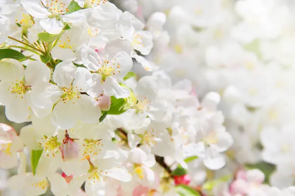 Las flores de manzana en primavera ocultan el fondo —  Fotos de Stock