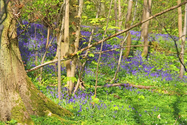 Blauglockenblumen im Frühlingswald — Stockfoto