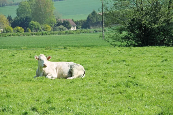 Normandië koeien op de weide — Stockfoto