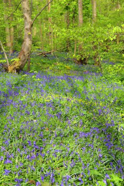 Bahar ormanında BlueBell çiçekleri