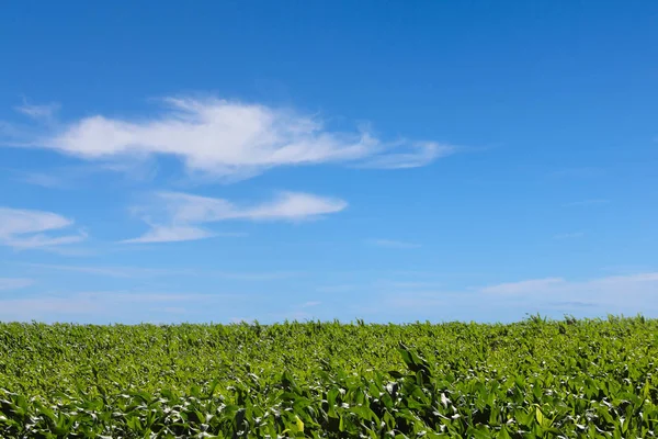 Campo de milho verde — Fotografia de Stock