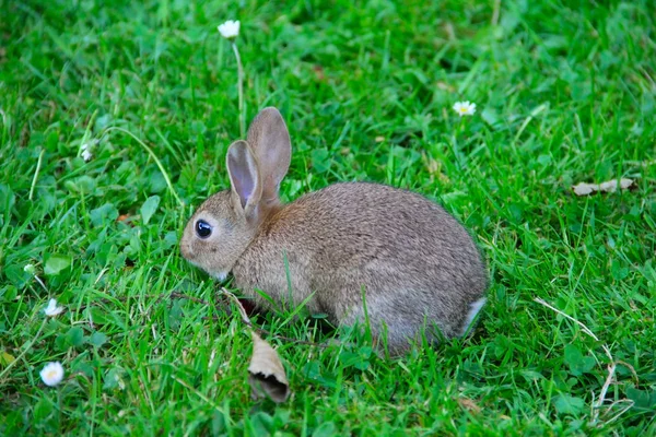 Baby rabbit in grass — Stock Photo, Image