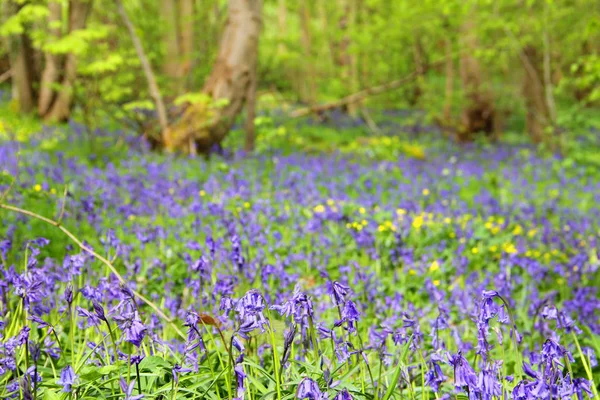 Blauglockenblumen im Frühlingswald — Stockfoto