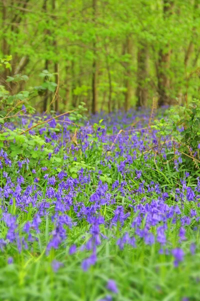 Bluebell λουλούδια στο δάσος άνοιξη — Φωτογραφία Αρχείου