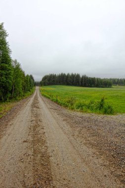 Yeşil tarlalı yaz manzarası