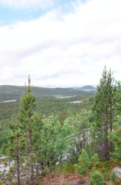 Orman ve yol ile peyzaj