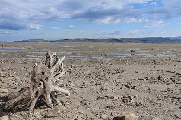 Summer arctic landscape with lake, mountains and dry tree root — Stock Photo, Image