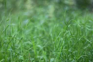 Yeşil Çimen Arkaplanı