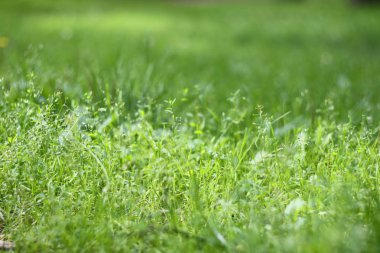 Yeşil Çimen Arkaplanı