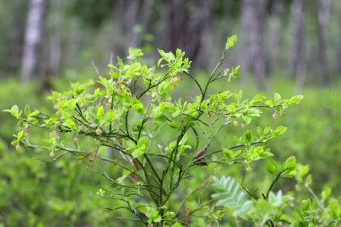 Ormandaki çiçek açan yaban mersini