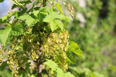 Frenk üzümü çiçeklenme