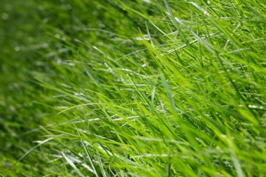 Bahar çimen arka plan