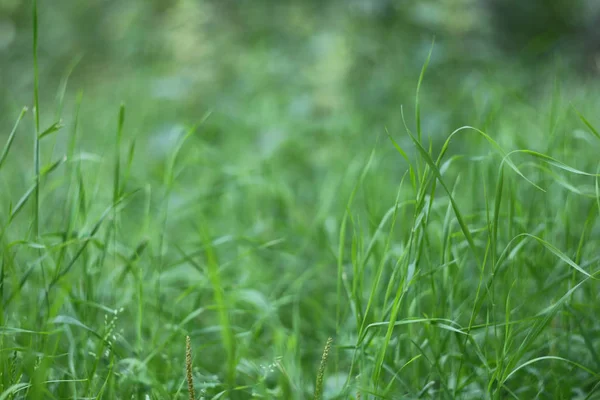 Fondo de hierba verde —  Fotos de Stock