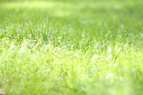 Grön gräs bakgrund — Stockfoto