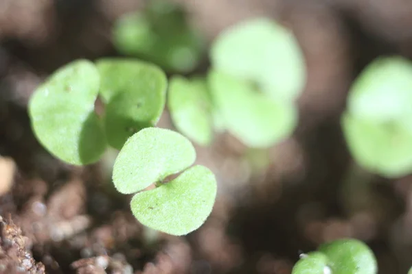 Plant sprouts macro — Stock Photo, Image