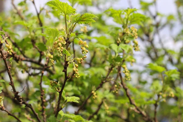 Blooming black currant — Stock Photo, Image