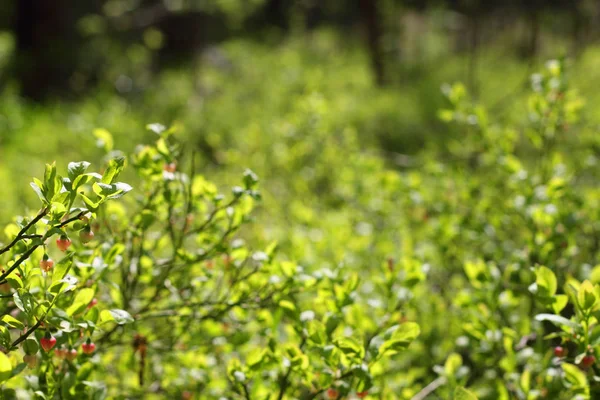 Flor de arándano en el bosque —  Fotos de Stock