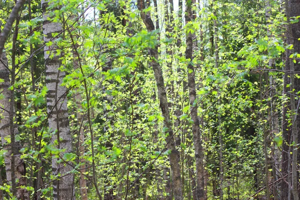 Bosques de primavera — Foto de Stock