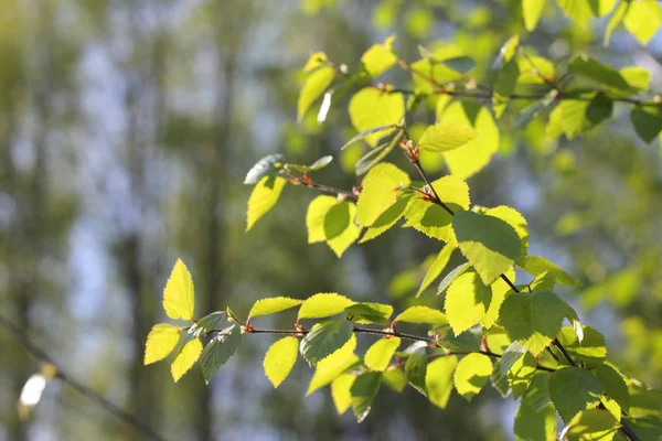 Весенние листья в утреннем свете — стоковое фото