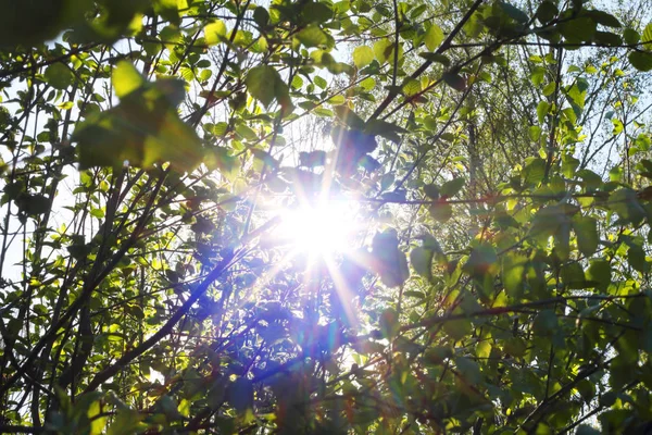Ηλιαχτίδες μέσα από δέντρο αχλαδιά — Φωτογραφία Αρχείου