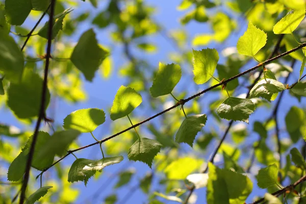 Våren lämnar på morgonen ljus — Stockfoto