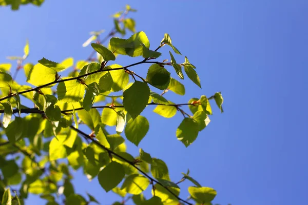 Весенние листья в утреннем свете — стоковое фото