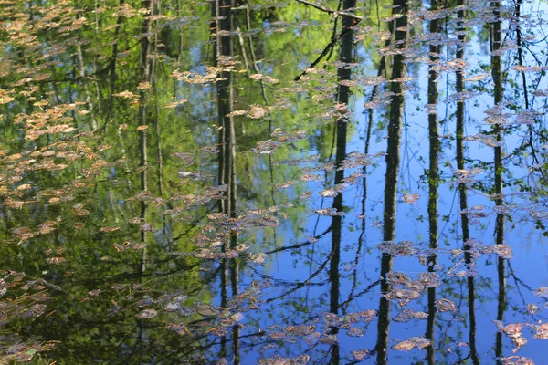 Frühlings-Waldspiegelung — Stockfoto