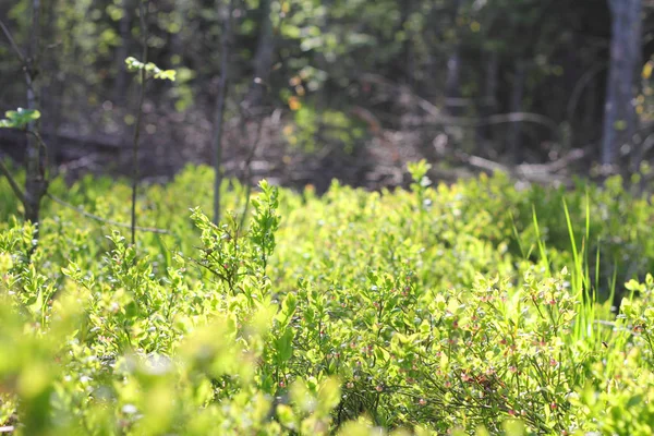 Blühende Blaubeeren im Wald — Stockfoto