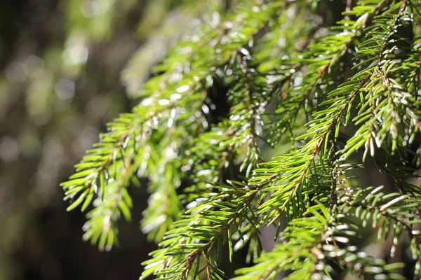 FIR tree grenar bakgrund — Stockfoto