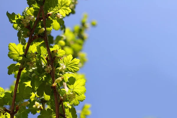 Blooming gooseberry bush — Stock Photo, Image
