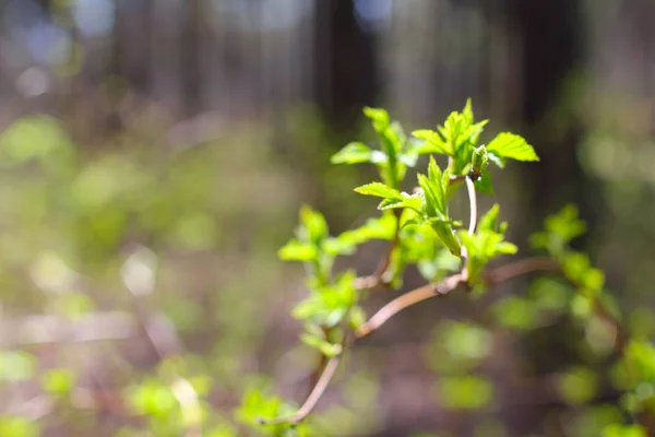 Kevät oksia uusia pieniä lehtiä metsässä — kuvapankkivalokuva