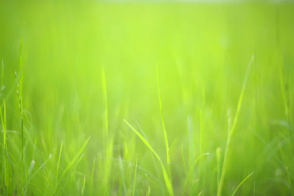 Fundo de grama verde — Fotografia de Stock