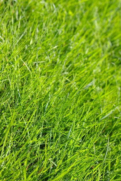 Våren gräs bakgrund — Stockfoto