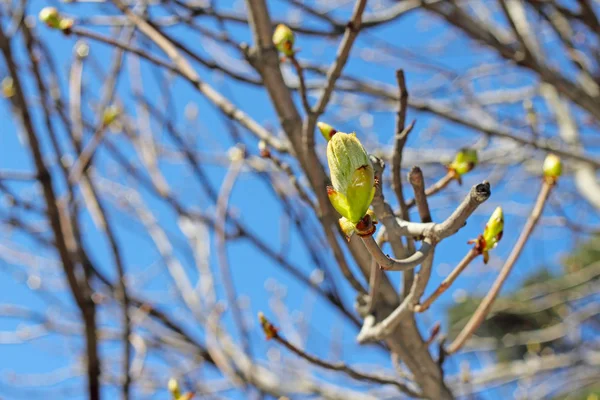 与春天的新芽枝 — 图库照片