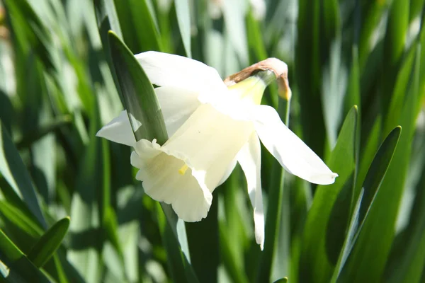 Narciso blanco al aire libre —  Fotos de Stock