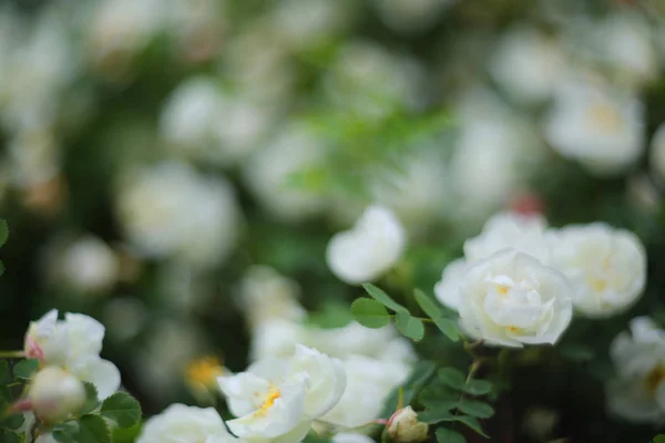 Divoká růže bilé — Stock fotografie