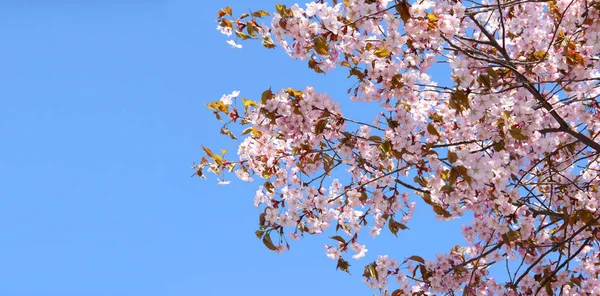 Jarní kvetoucí růžové cherry — Stock fotografie