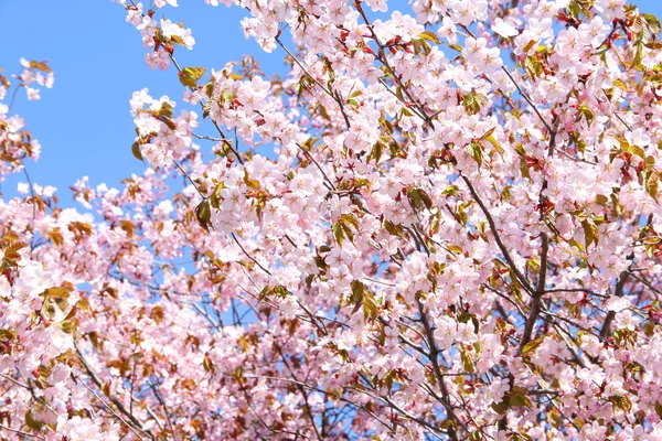 Jarní kvetoucí růžové cherry — Stock fotografie