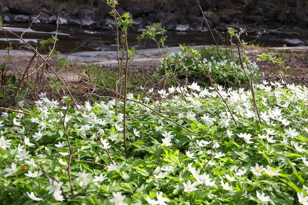 Windflowers en el bosque — Foto de Stock