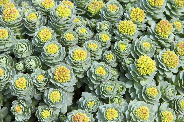 Rhodiola rosea arka plan