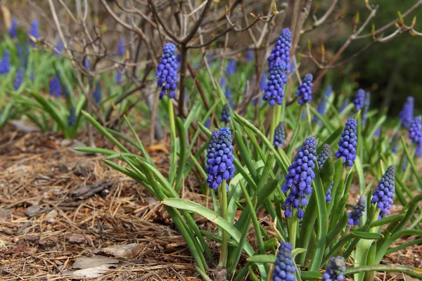 Primavera flores azules — Foto de Stock