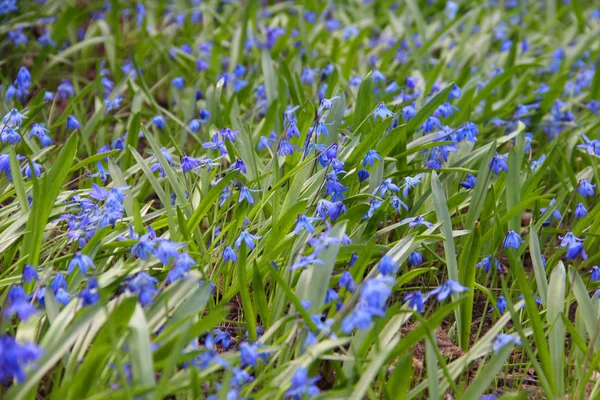 Spring bluebell flowers — Stock Photo, Image