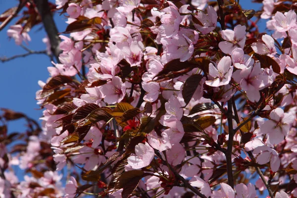 Voorjaar bloeiende roze cherry — Stockfoto