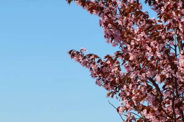 Jarní kvetoucí růžové cherry — Stock fotografie