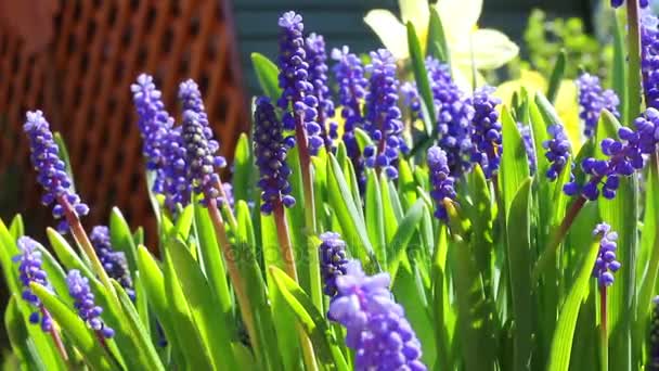 Primavera flores azules — Vídeos de Stock