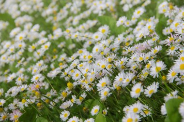 çayır üzerinde beyaz papatya