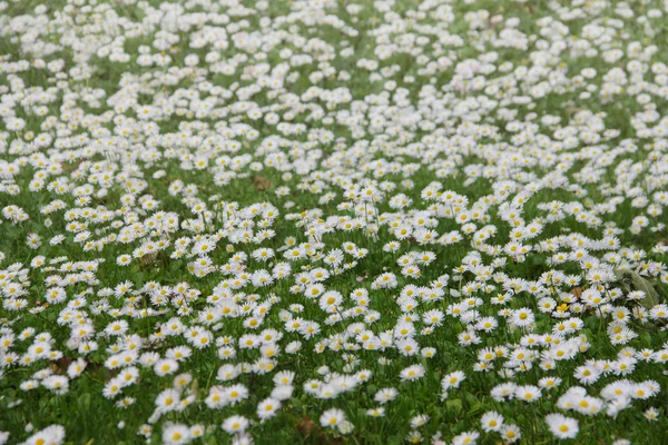 Weiße Gänseblümchen auf der Wiese — Stockfoto