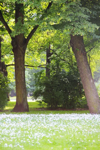 Daisy Lentebloemen — Stockfoto