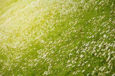 Bahar papatya çiçek çayır