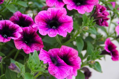 Pembe çiçekler arka plan